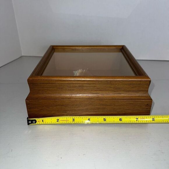 Vintage Sea Shell Framed in Oak Shadow Box Matted Glass Front Nautical Beach - Picture 3 of 6